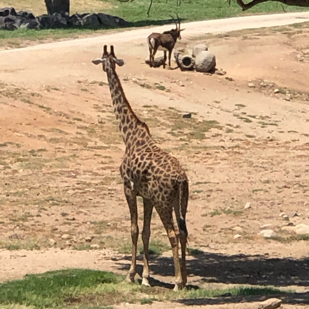 Meet your Posher, Adam